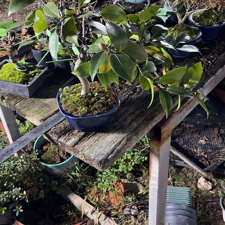 鳌***牛无花朵茶梅2688896800