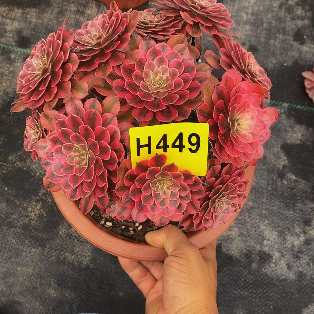 449黑铜白333333小颗丛林