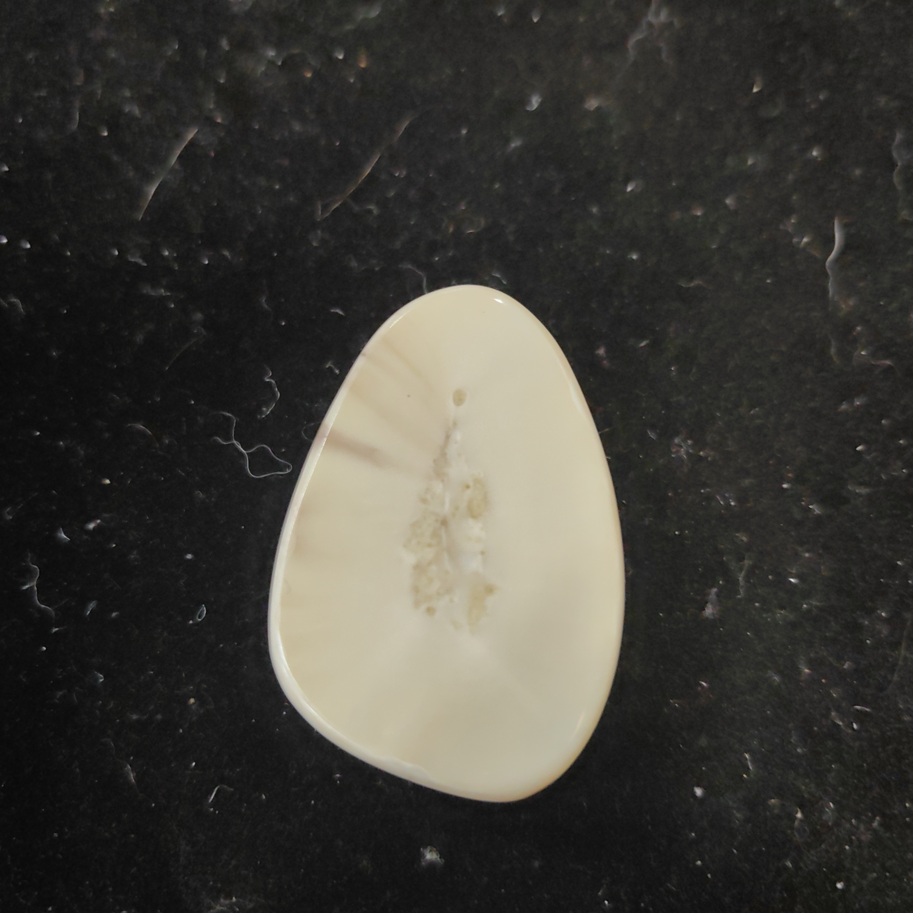 猛犸猛犸虬饼子WT437