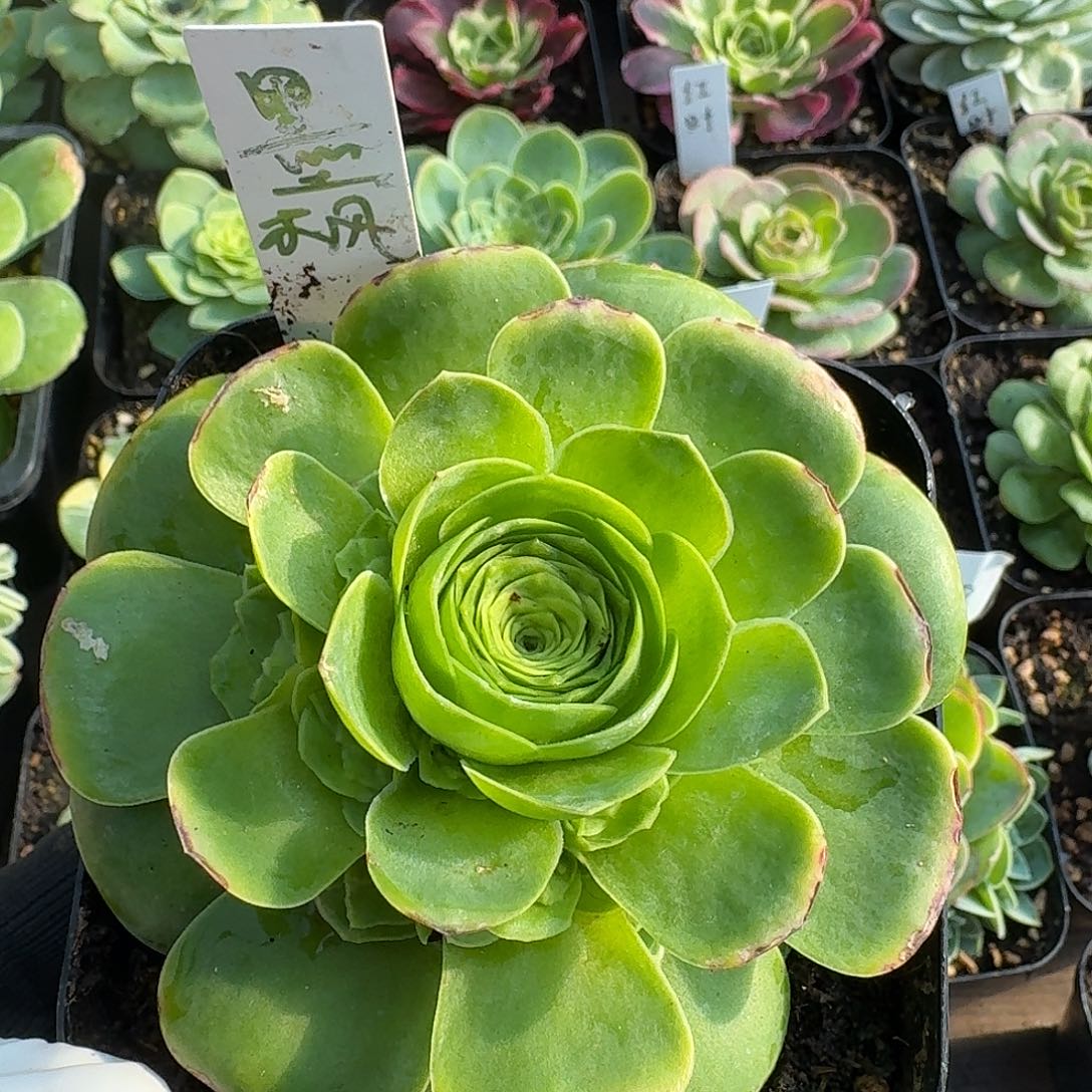 墨枫手捧➕覆轮锦带侧芽