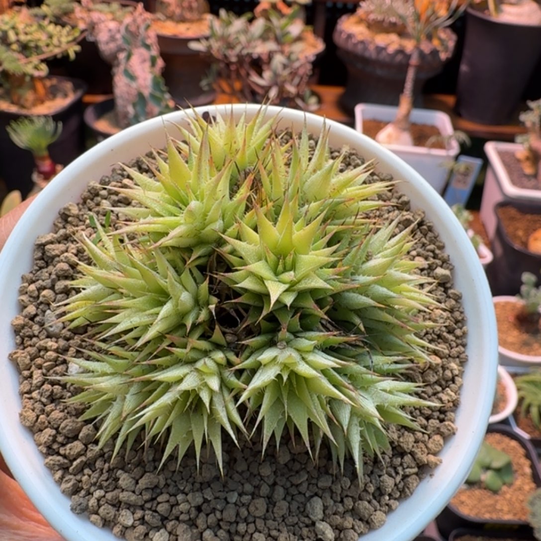 坨坨凤369 仙人掌