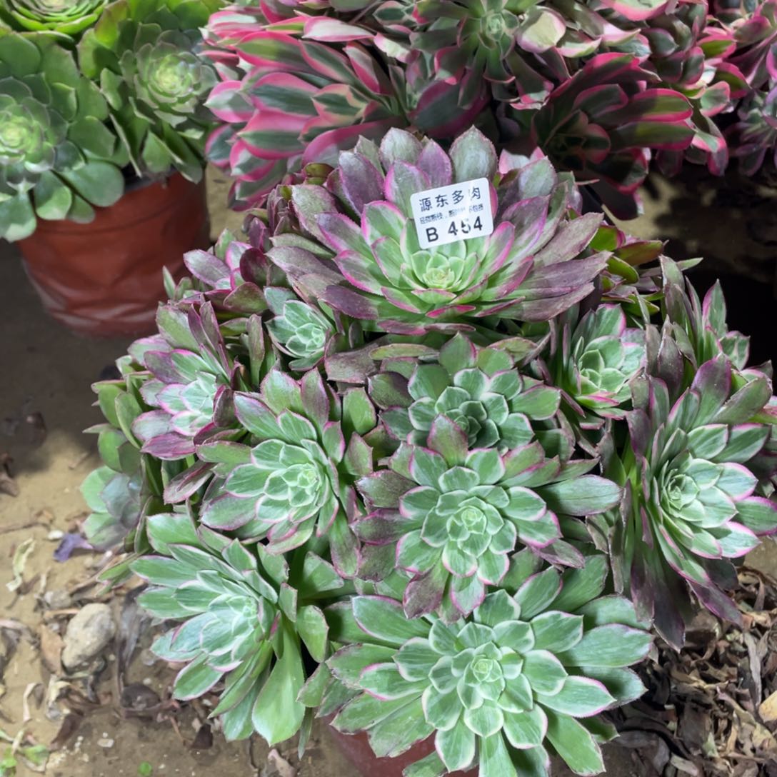 454莲花多肉法师断枝不包