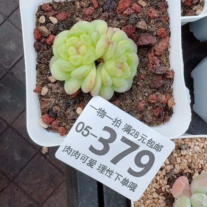 优选珍妮无盆土发货多