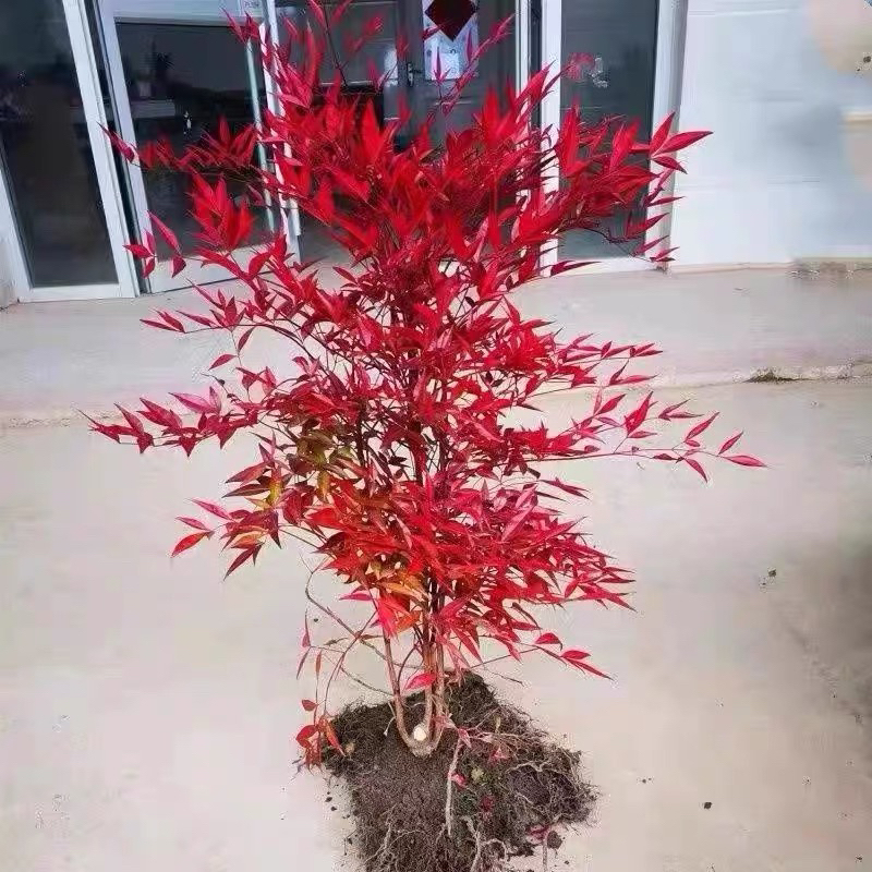 火焰南天竹盆栽真树苗客厅绿植庭院红叶老桩落地植物耐寒竹子盆景