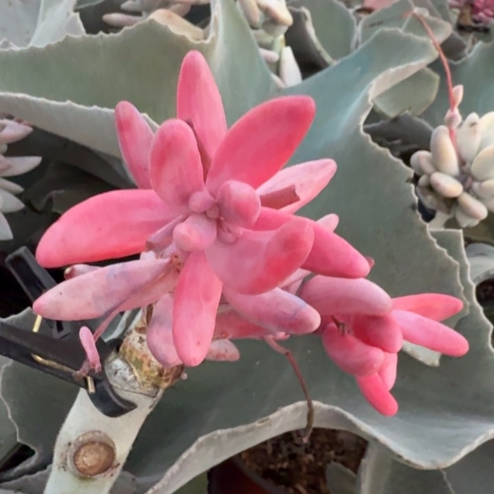 红手指锦白腹轮锦