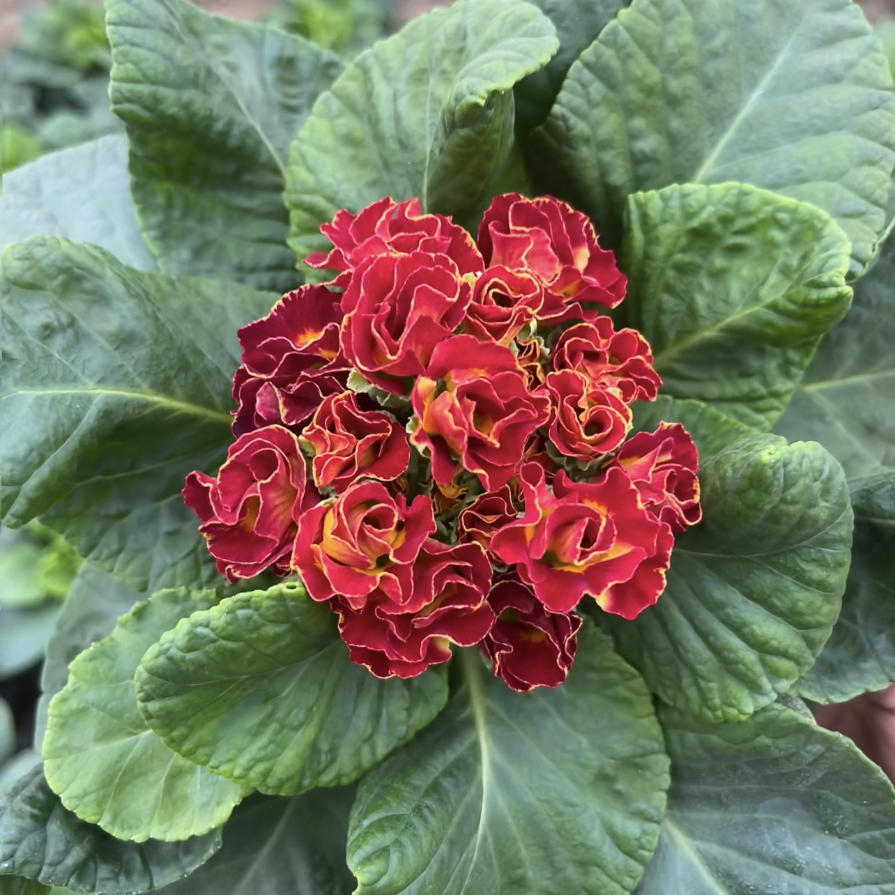 红色玫瑰报春花盆栽长势旺盛爆花机器室内室外新手易养护