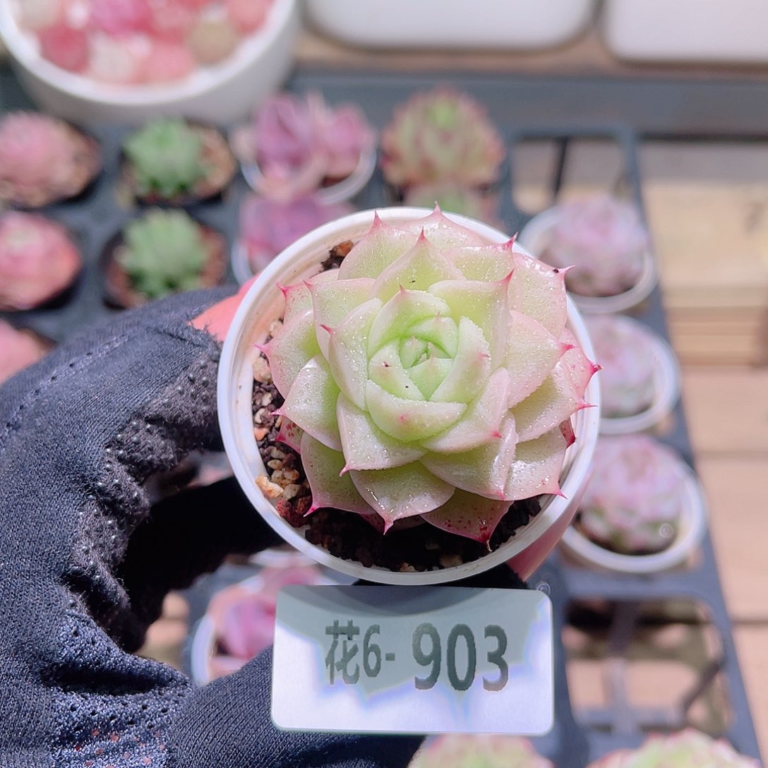 花利美6-903麦秆