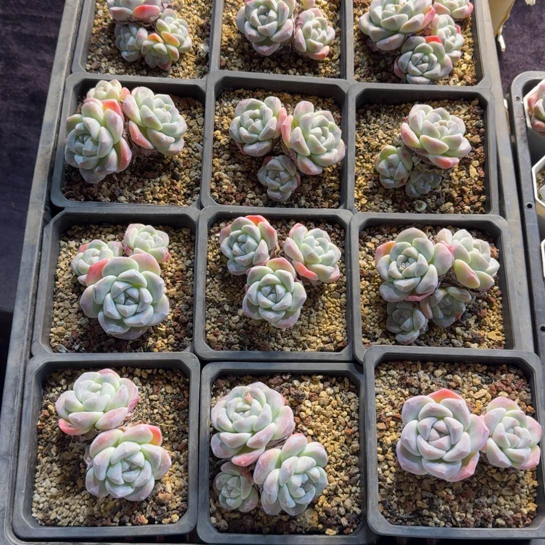 冰玉一筐脱土不包整21