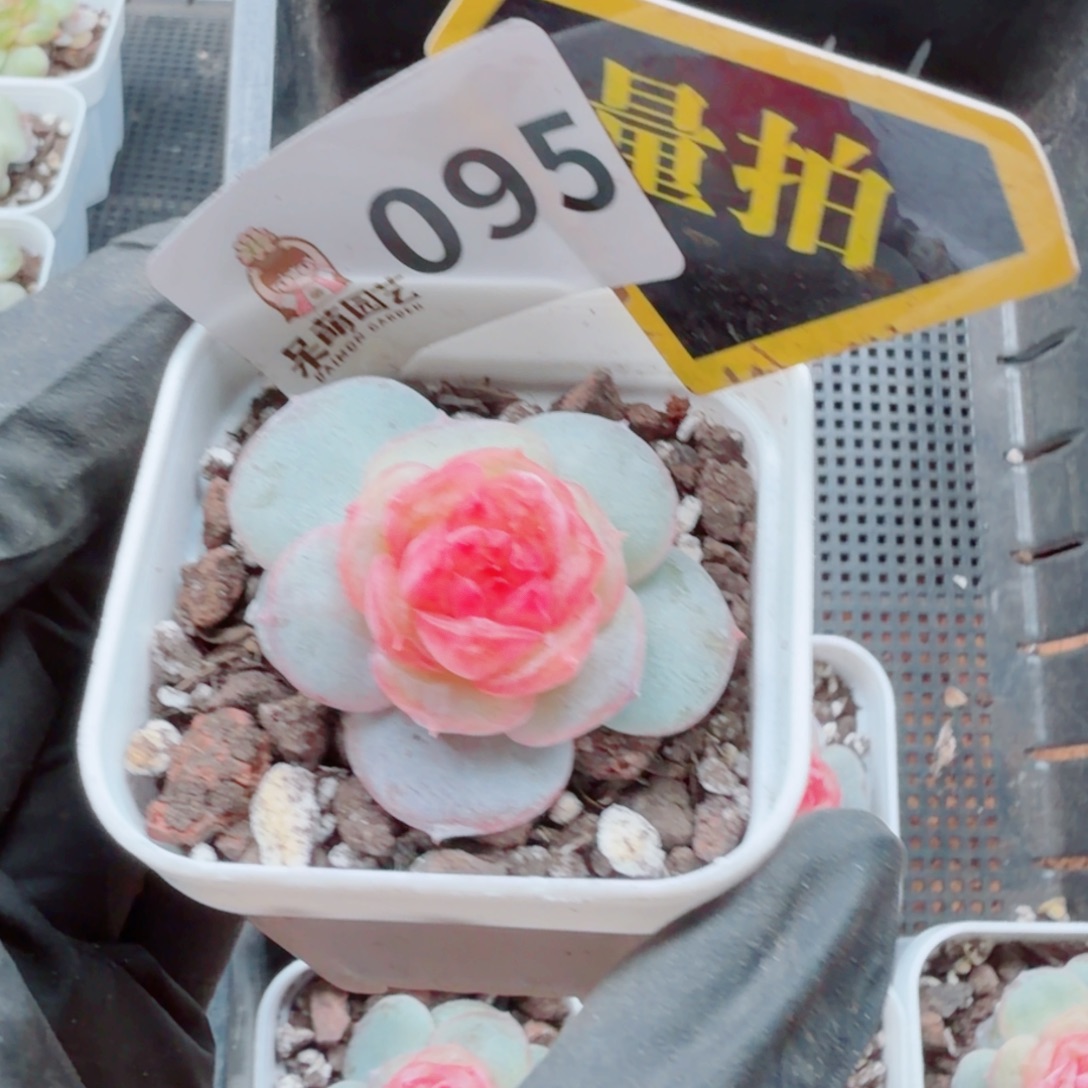 多肉植物多肉植物