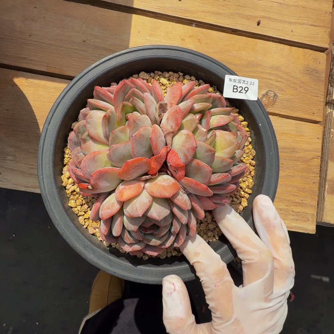 b b b b b b b b b b 29