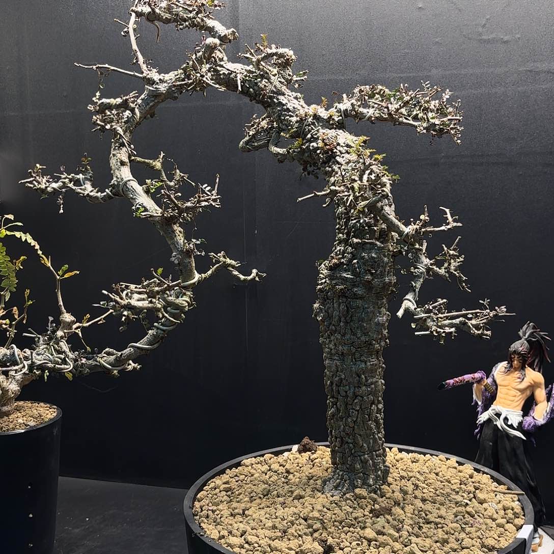 列加漆树老家 带盆土