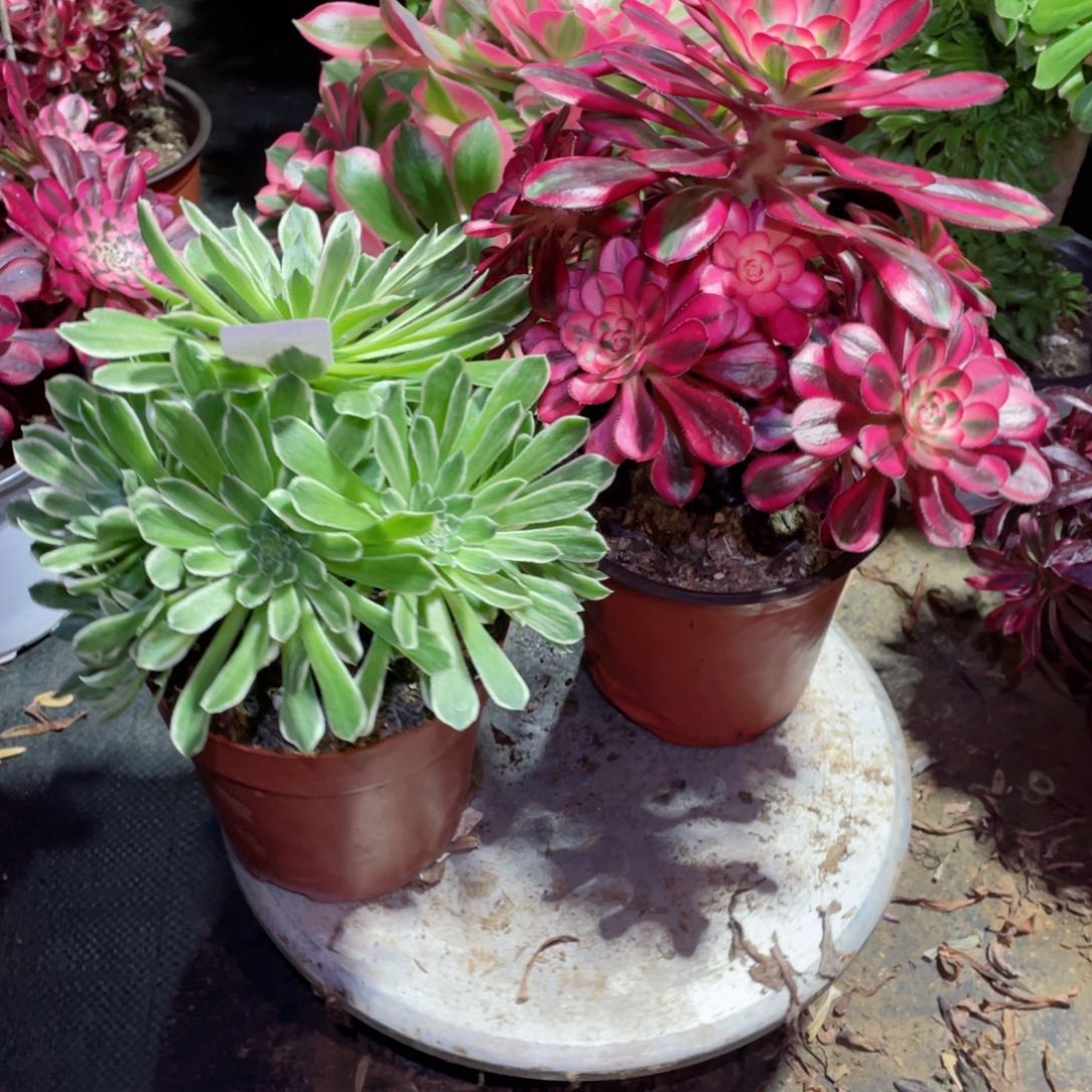 多肉植物组合2颗688