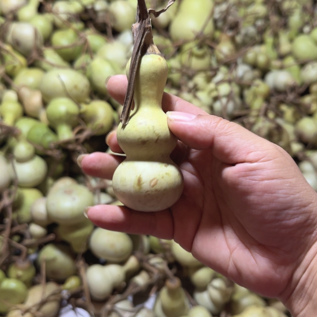 青皮葫芦不保成不退不换