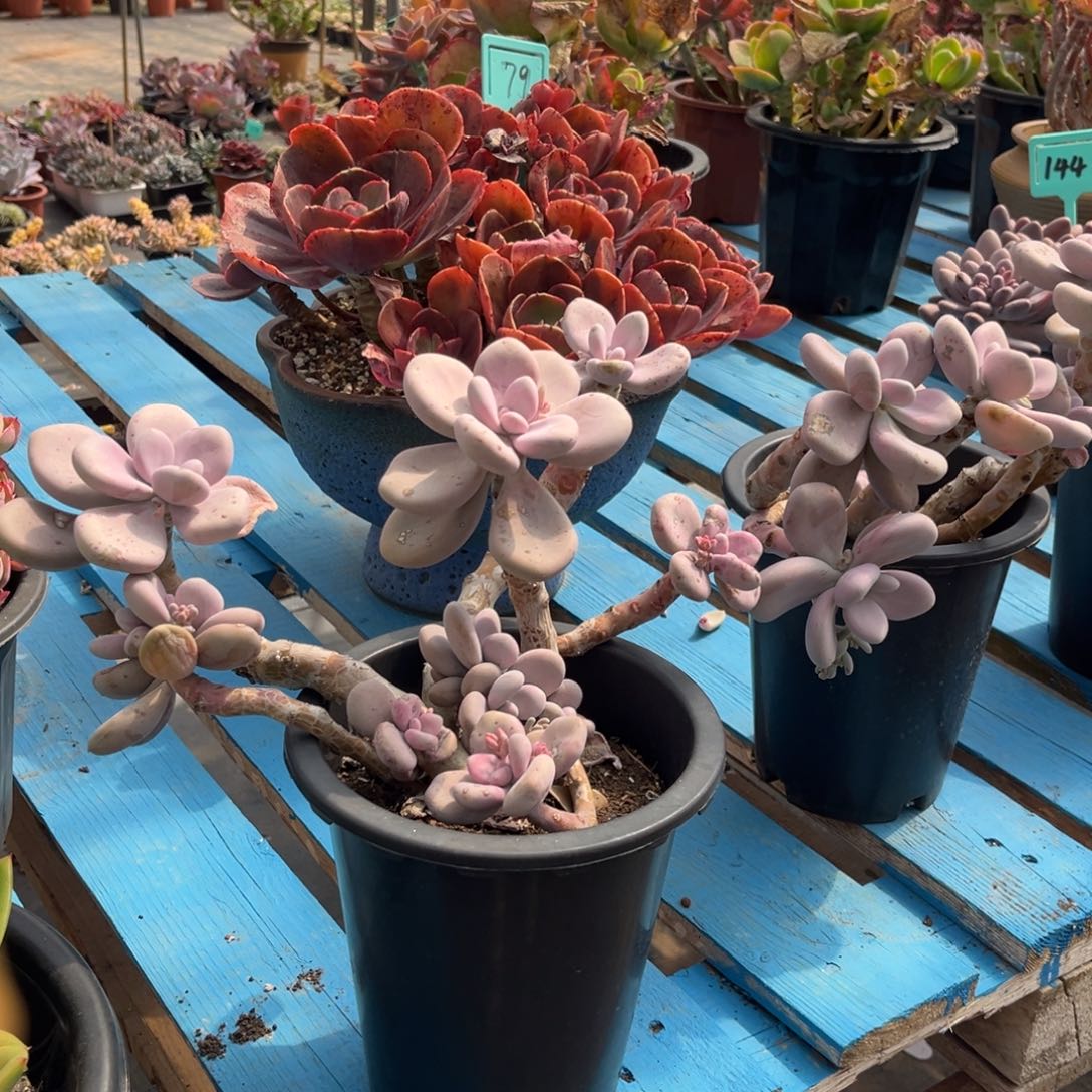 小雨多肉一物一拍桃霜