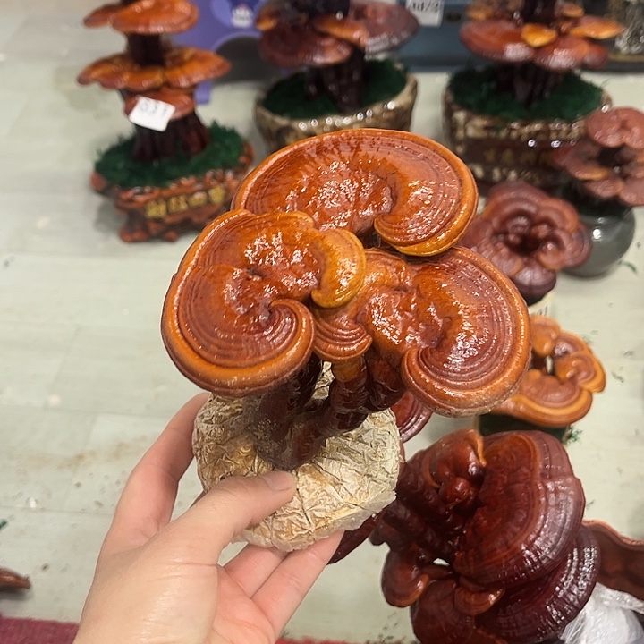 全部花朵88888888888888