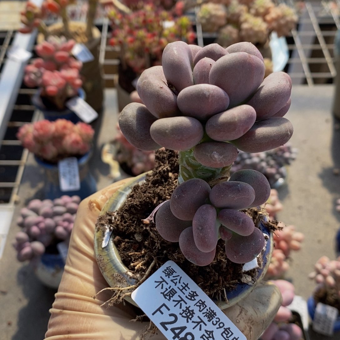 月美人248/6cm多肉