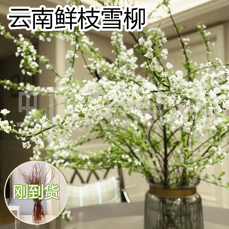 云南雪柳鲜枝年宵花喷雪花水养鲜花插花水培懒人客厅耐寒花卉绿植商品图