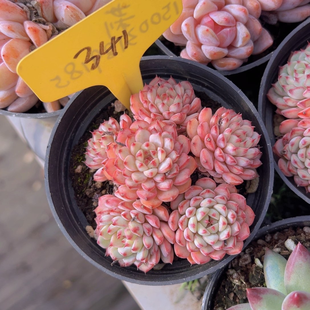 香玉的故事是一个人的