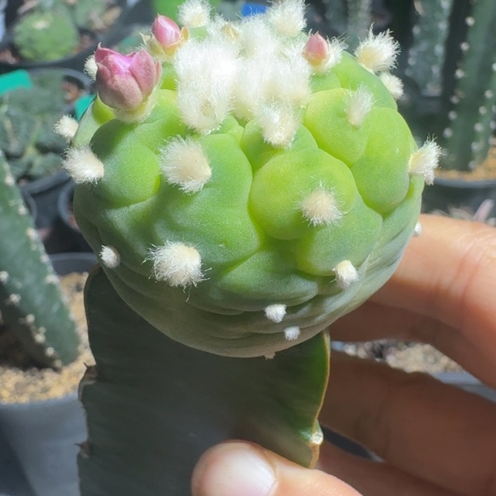 散锦苗接仙人球150