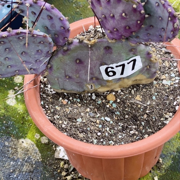 缘拘677 一物一图如图