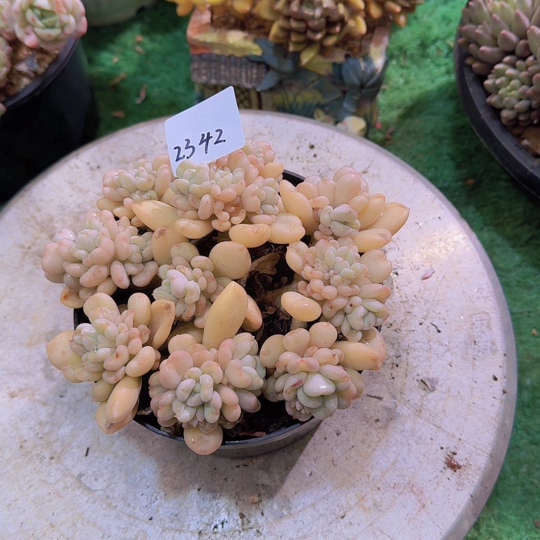 2342比尔盖茨多肉