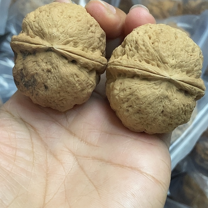 木质类云南铁核桃+11