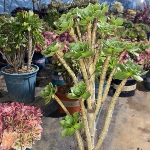 香馥多肉植物034