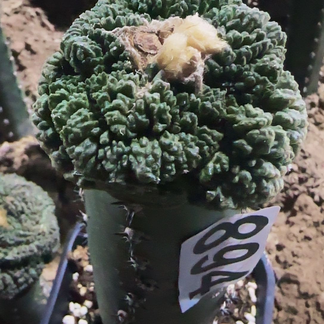 大尤菜花894仙人球开花