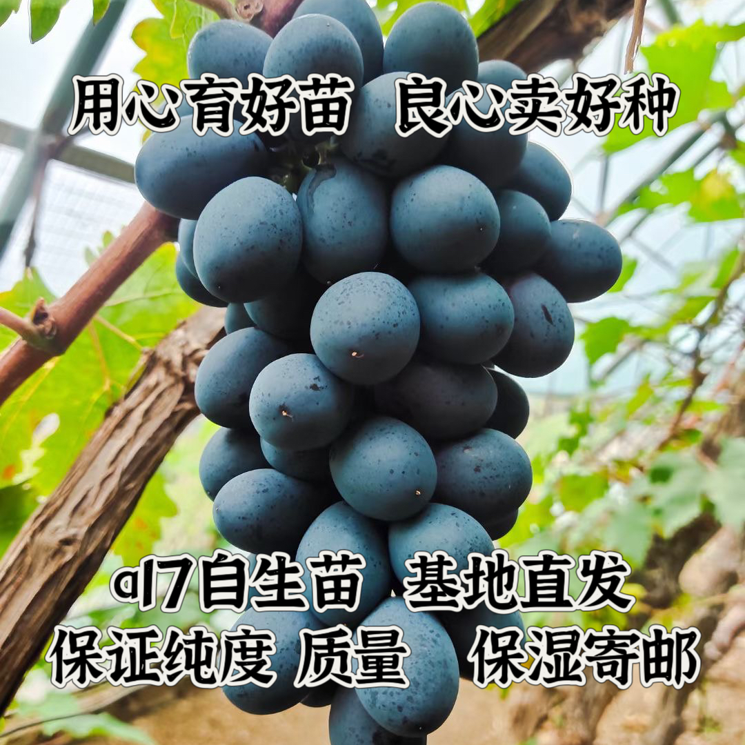 紫甜无核（a17）扦插葡萄苗  晚熟品种  《满28元包邮》 玉海苗木