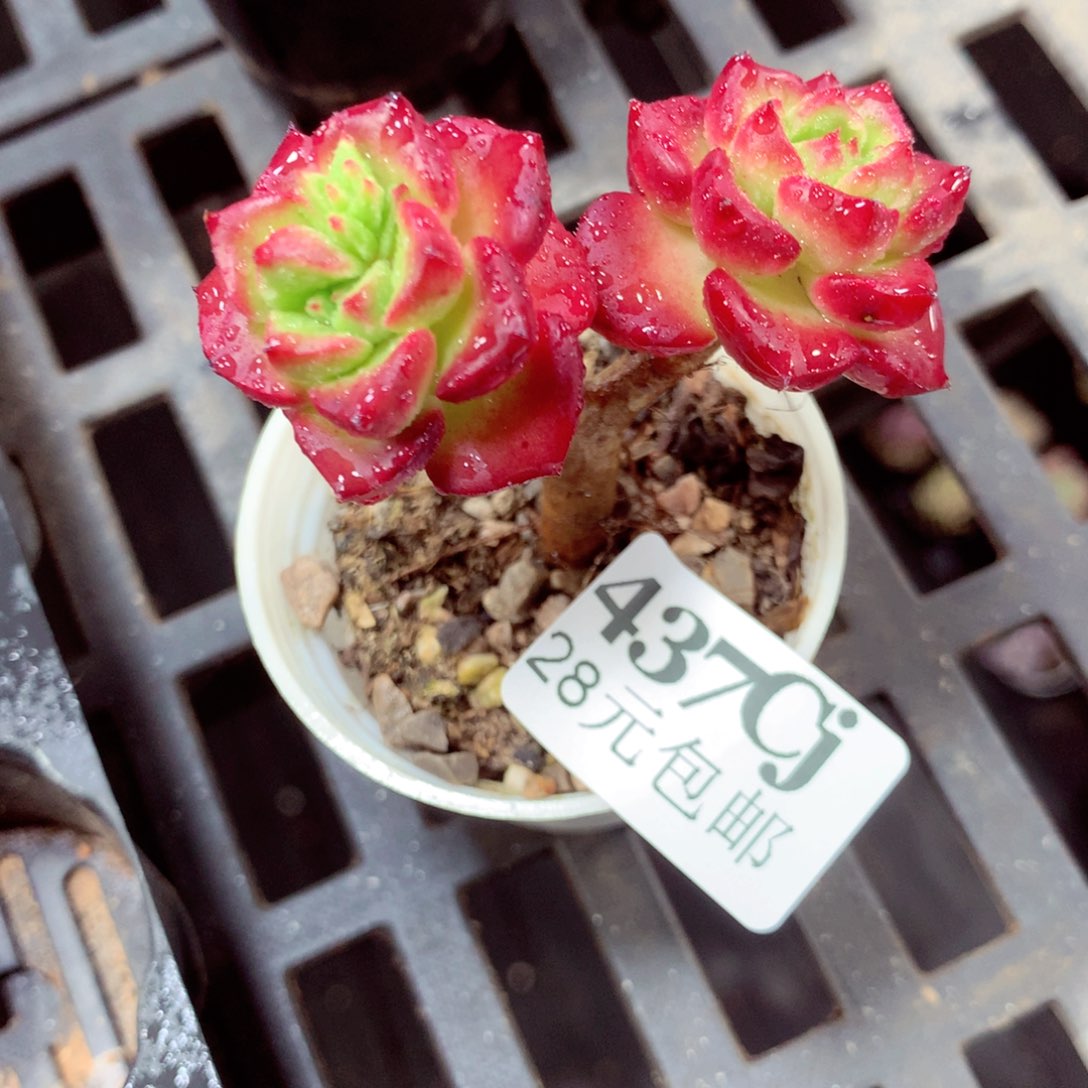 5厘米盆精控多肉437