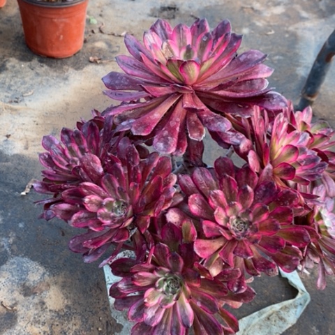 红金刚多肉植物015