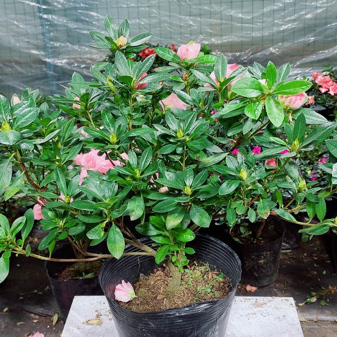 鹿***野完全开放桃梅锦杜鹃大颗