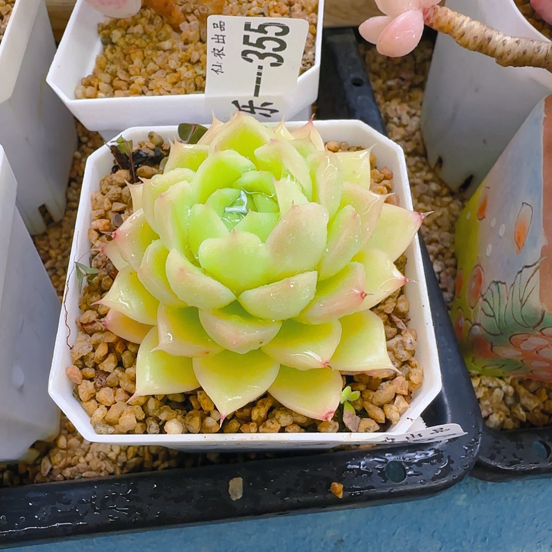 麦杆，357、仙农出品，