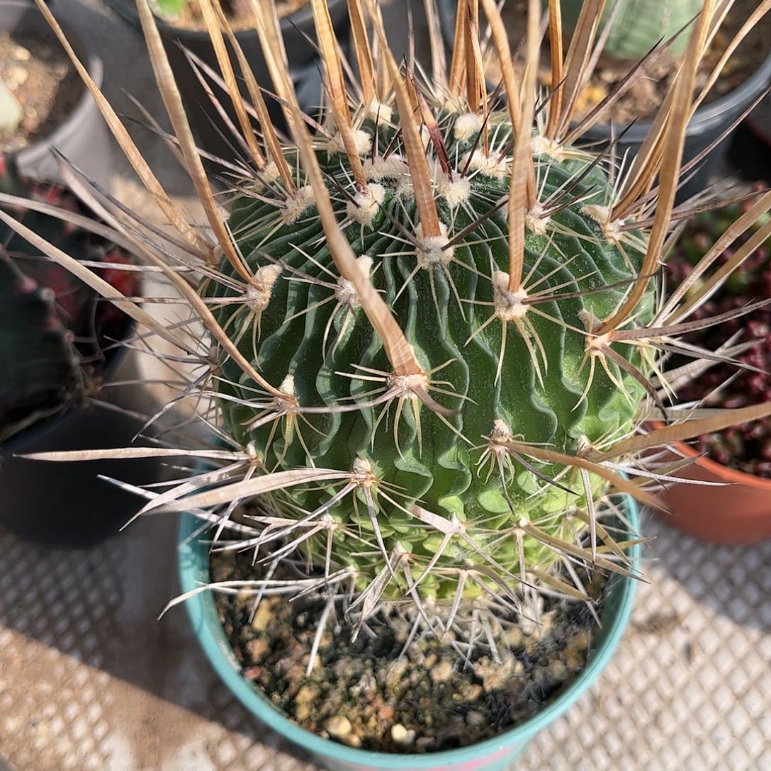 好***友无花朵花一一一一一一一