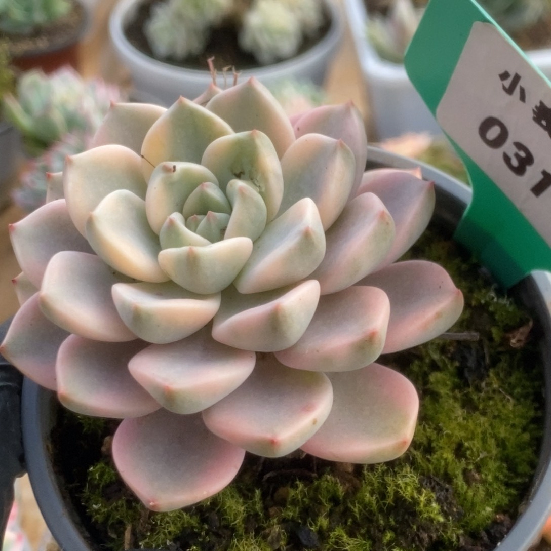 311红粉佳人锦锦锦锦锦