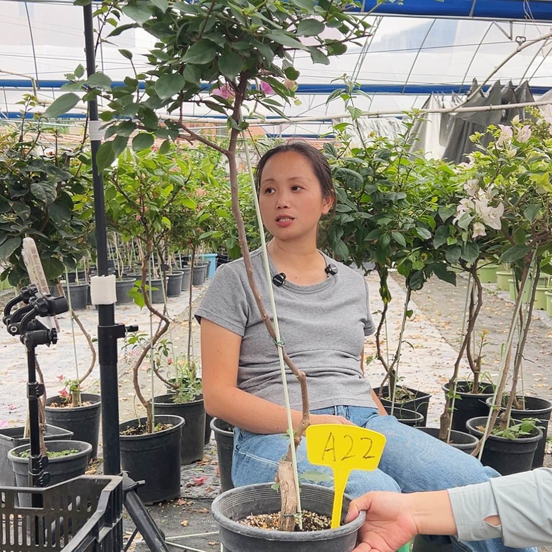 华***。大部分花苞少量开放A22粉可爱