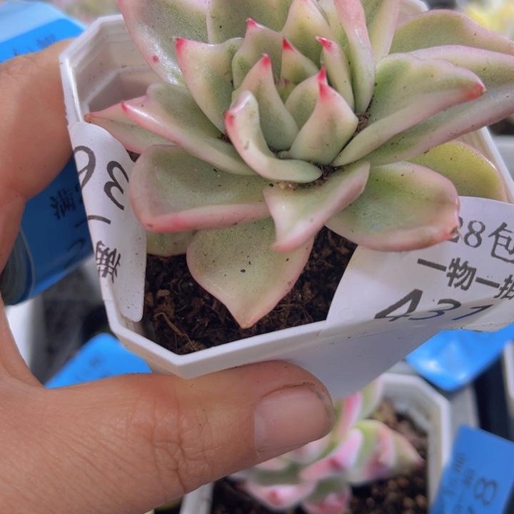 431幸福玛丽亚锦多肉植物431