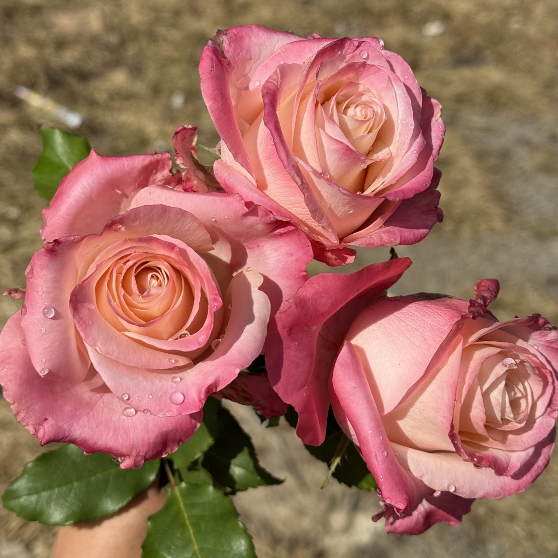 罗斯林/爱的呼吸 根接苗 匠人月季 玫瑰花 四季开花阳台盆栽植物