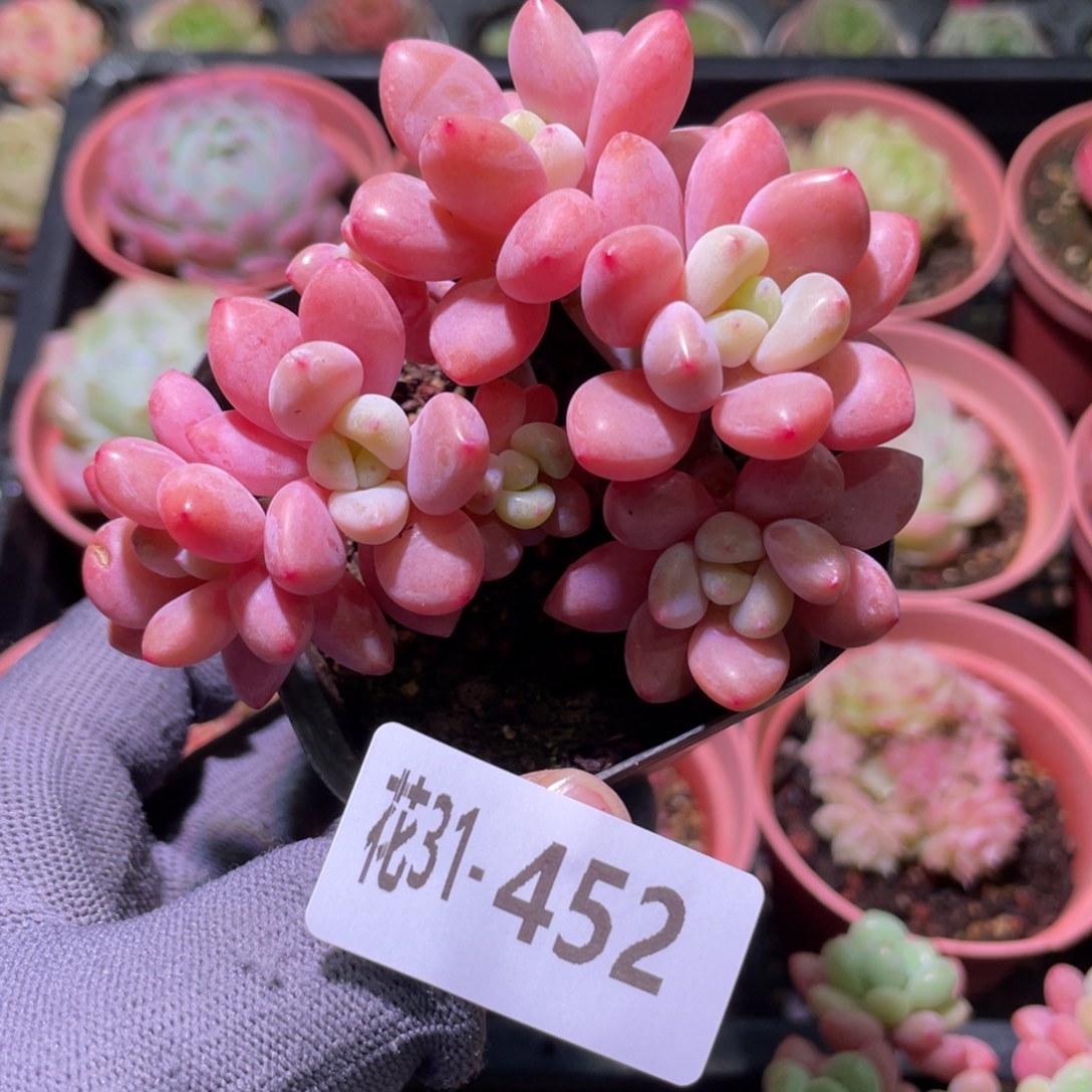 花利美31-452洛神群