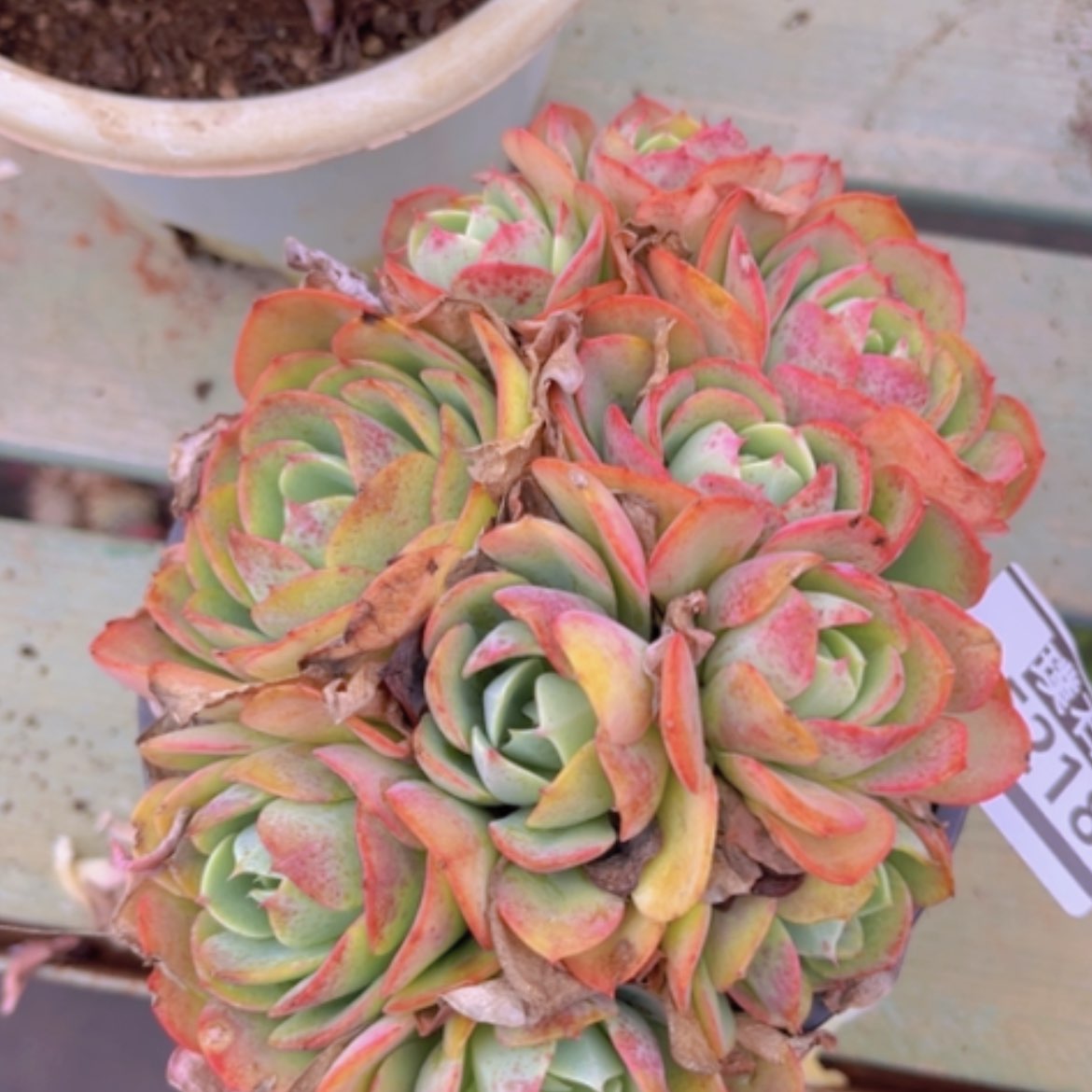 【闪购商品】克莉丝汀05218