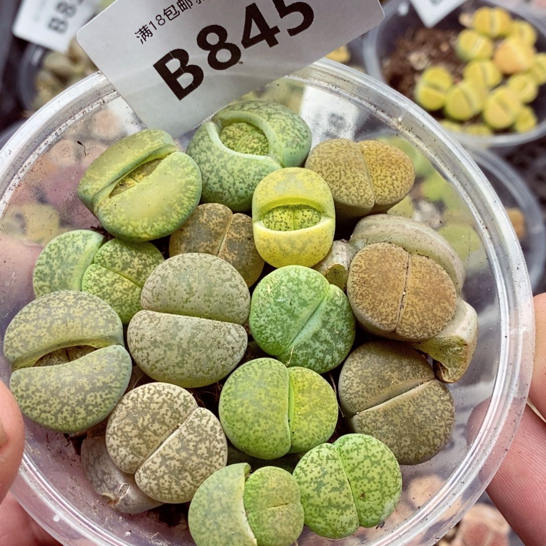 我的小姐姐们都是我的845