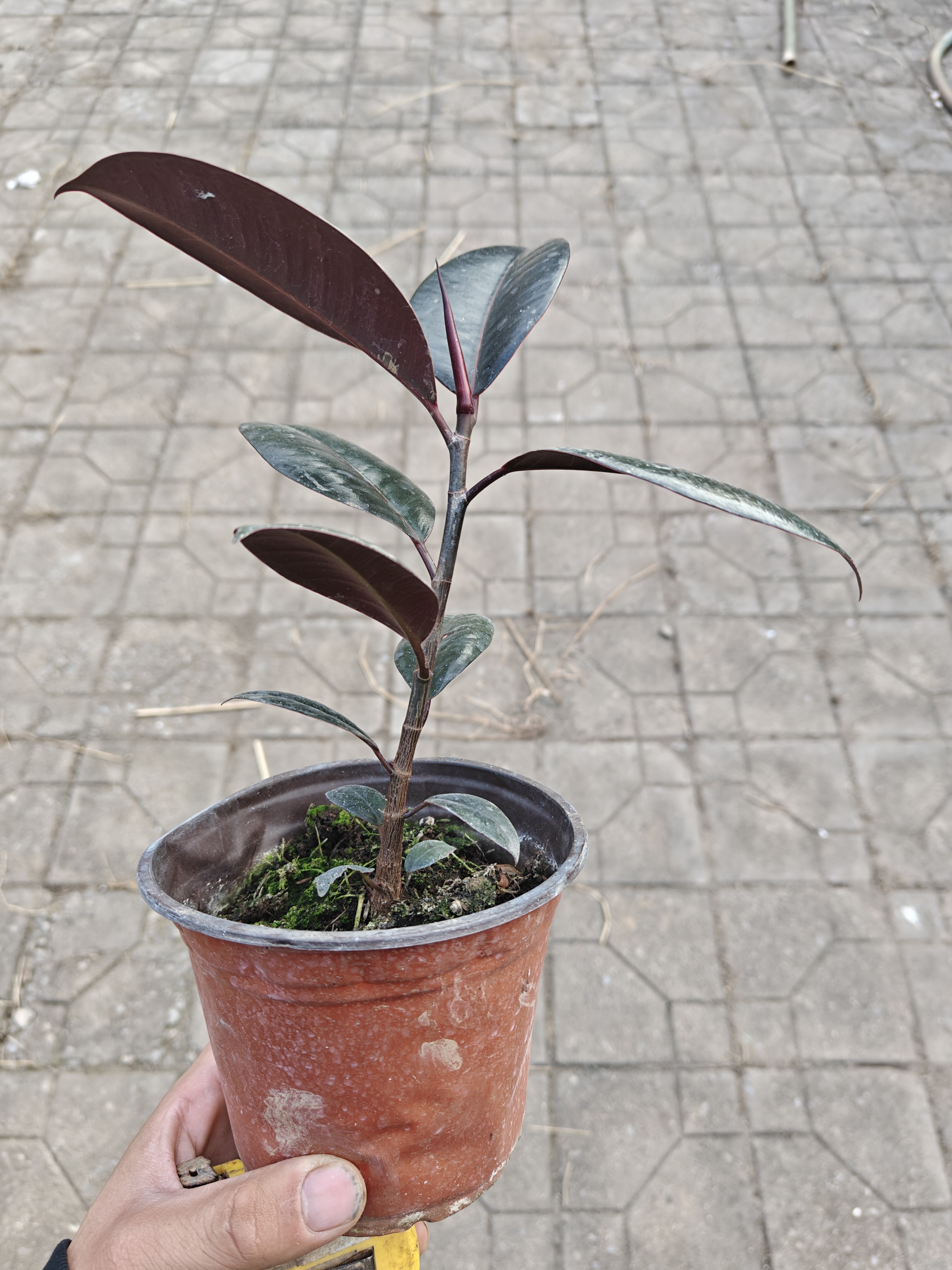 小型橡皮树盆栽室内客厅四季长青净化空气观叶植物