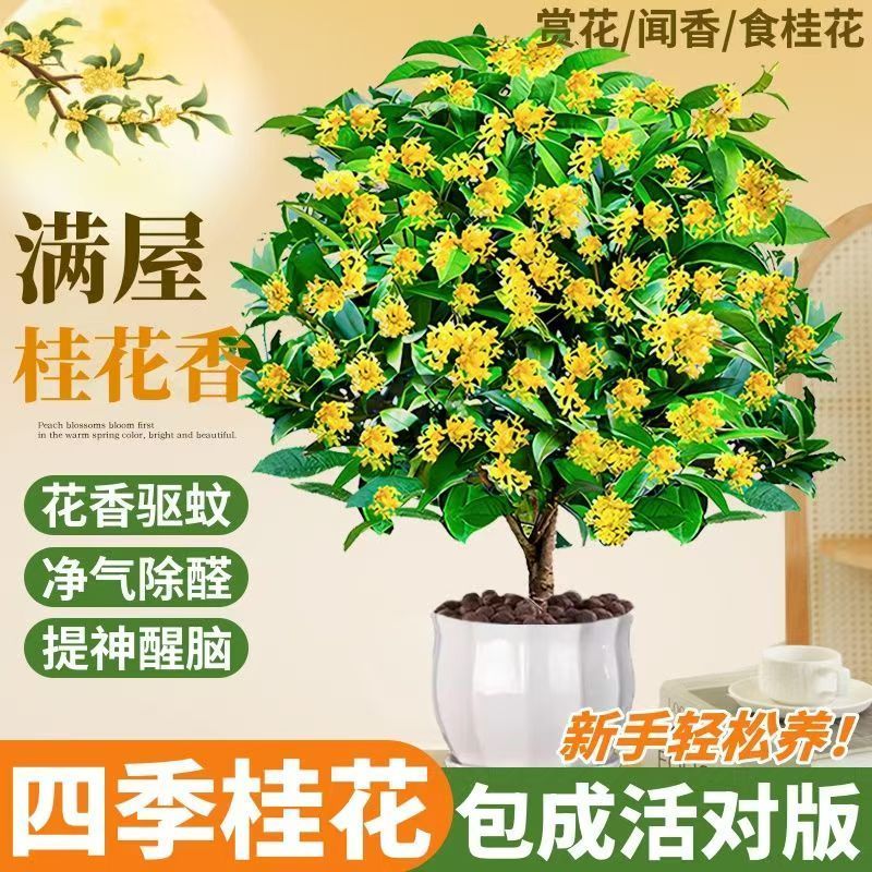 四季桂花 浓香型 室内室外 一年长青四季开花