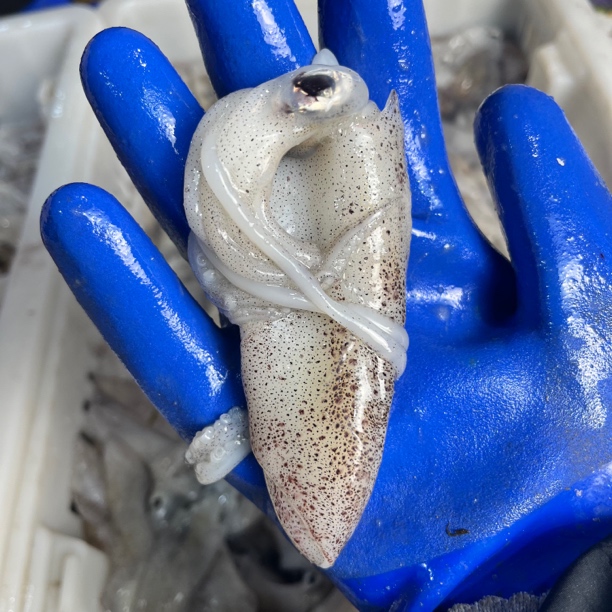 野生海捕 精品海兔籽乌 新鲜速冻 连云港发货