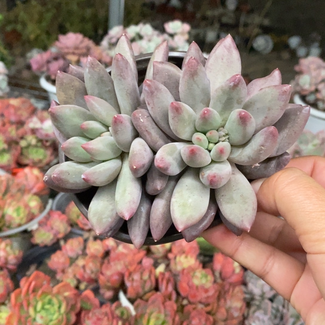 红蜻蜓双头起发老桩