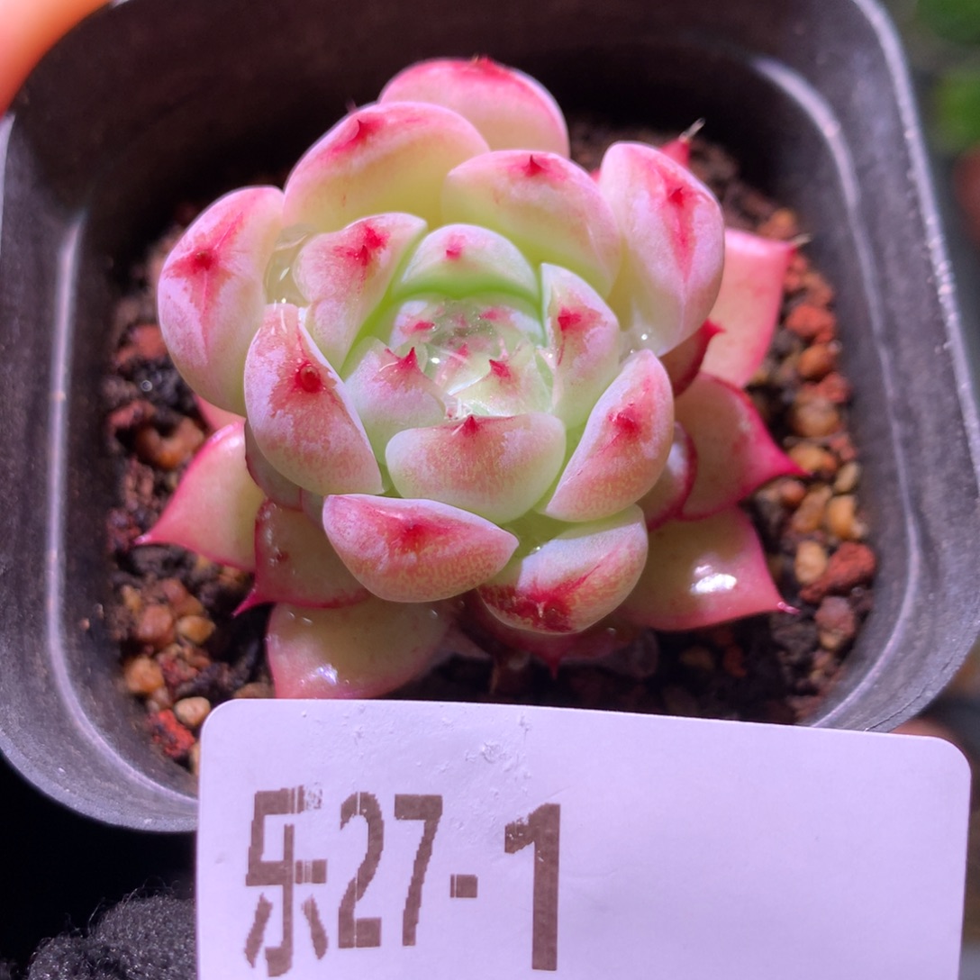 乐然27-1 薄荷冰沙 