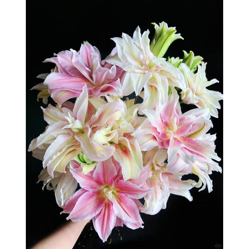 鲜花【萨拉重瓣百合】同地址两单以上顺丰/德邦+送配草1扎