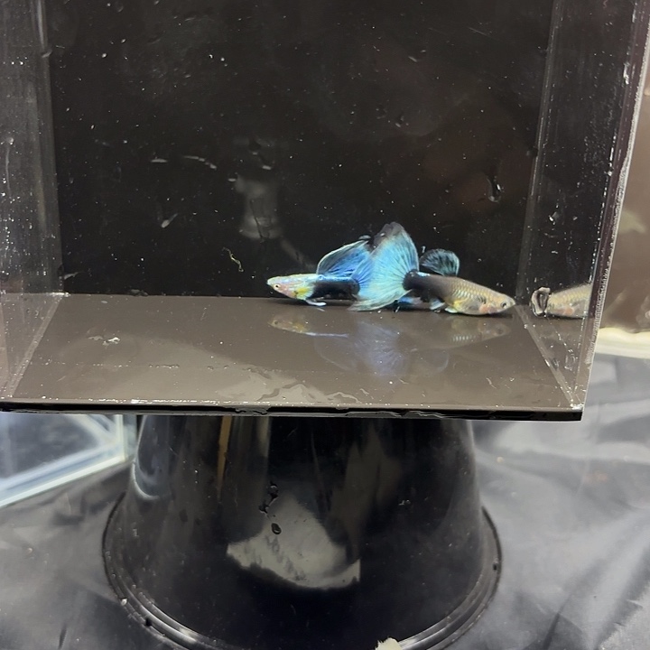 孔雀鱼银背蓝礼服玻璃猫一对