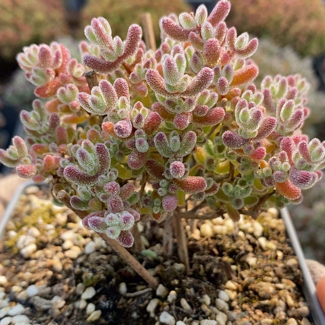 实生冰晶7385枝干番杏