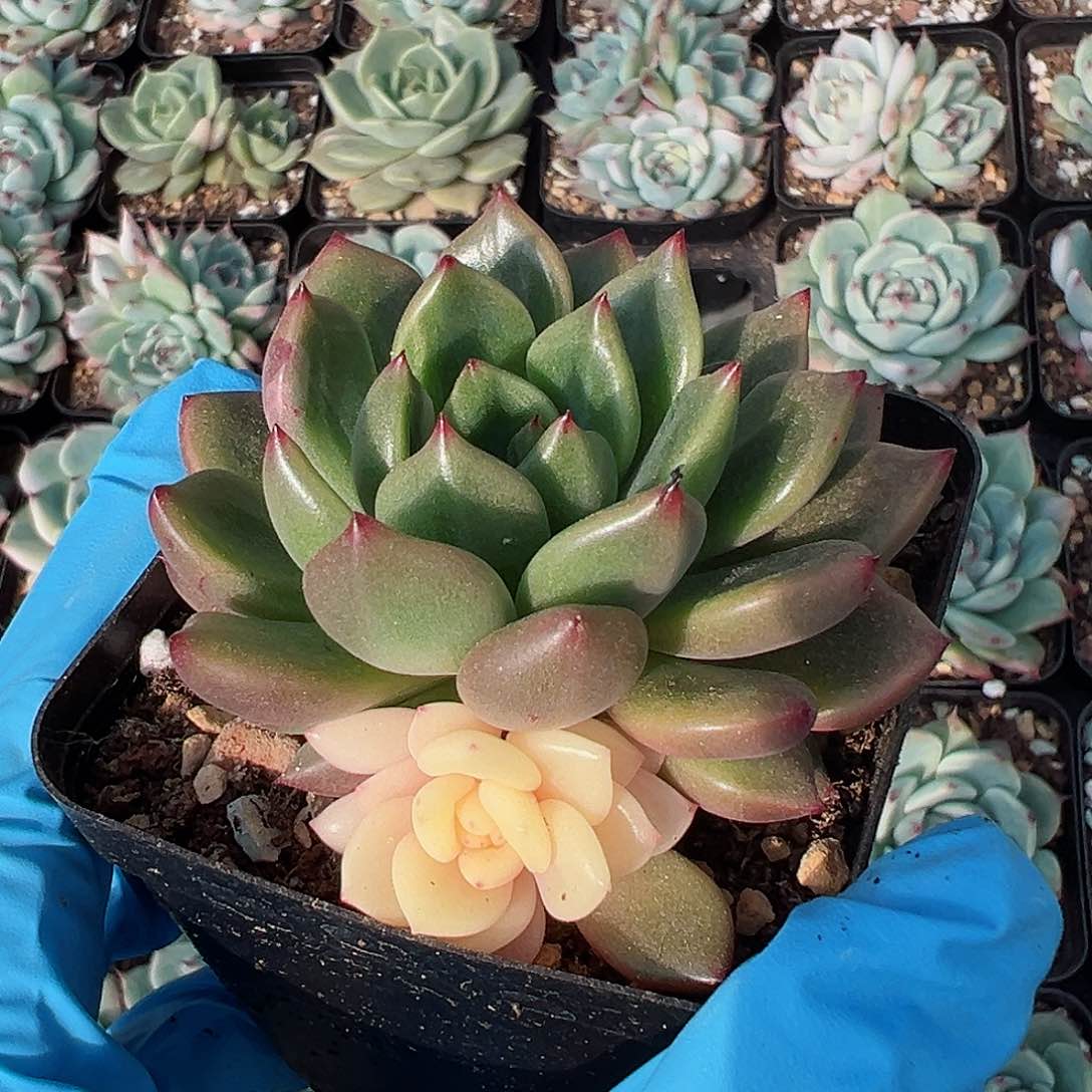 拉菲锦，阴阳锦多肉植物